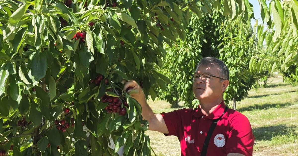 Kiraz bahçelerinde hasat öncesi pestisit denetimi yapıldı