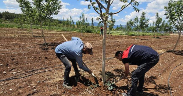 Denizli İl Tarım ve Orman Müdürlüğü ekipleri üreticilerle sahada buluşuyor