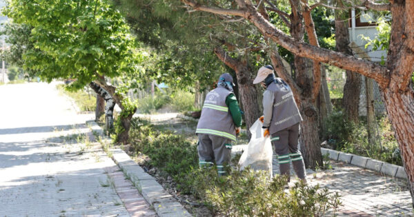 Pamukkale’de 823 kilometrekarelik alanda yabani ot mesaisi