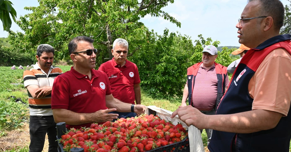 Buldan’da çilek hasadı gerçekleştirildi