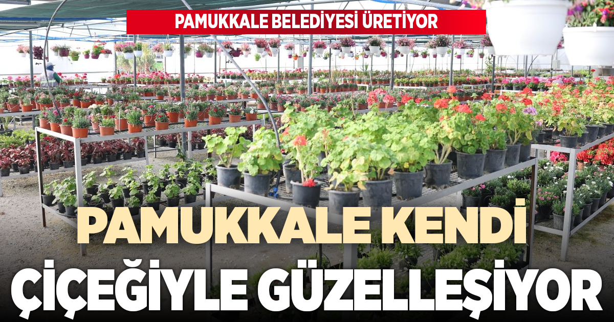 PAMUKKALE BELEDİYESİ ÜRETİYOR, PAMUKKALE KENDİ ÇİÇEĞİYLE GÜZELLEŞİYOR