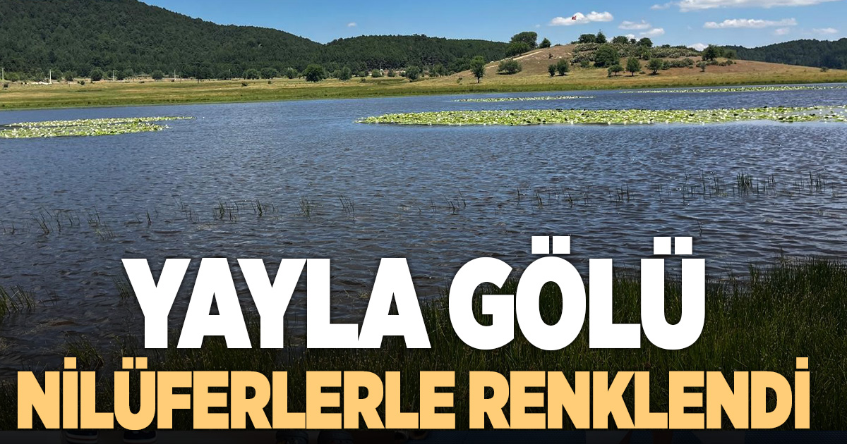 Yayla Gölü nilüferlerle renklendi
