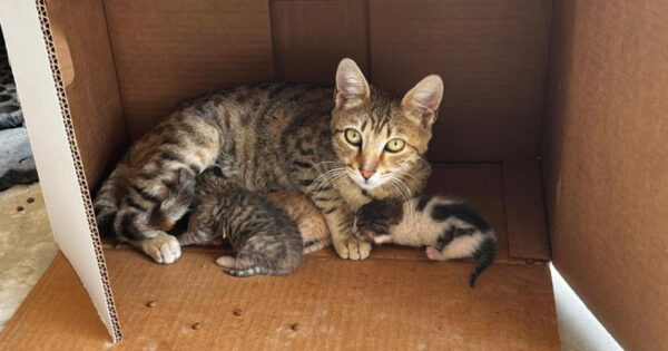İşyerinde doğan kedi yavrularına esnaf sahip çıktı