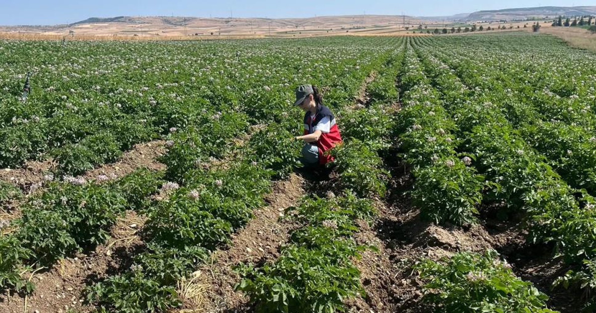 Kütahya'da patates tarlalarında bitki pasaportu denetimleri başladı