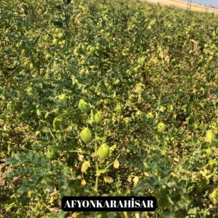 Yeni nohut çeşidi Denizli’nin dışında ekilen bölge illerinde de yüksek verim verdi