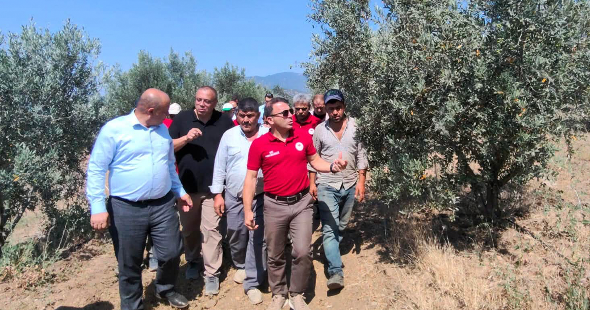 Buldan’da zeytin sineğiyle biyoteknik mücadele başlatıldı