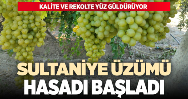 Buldan’da sultaniye üzümünde hasat heyecanı başladı