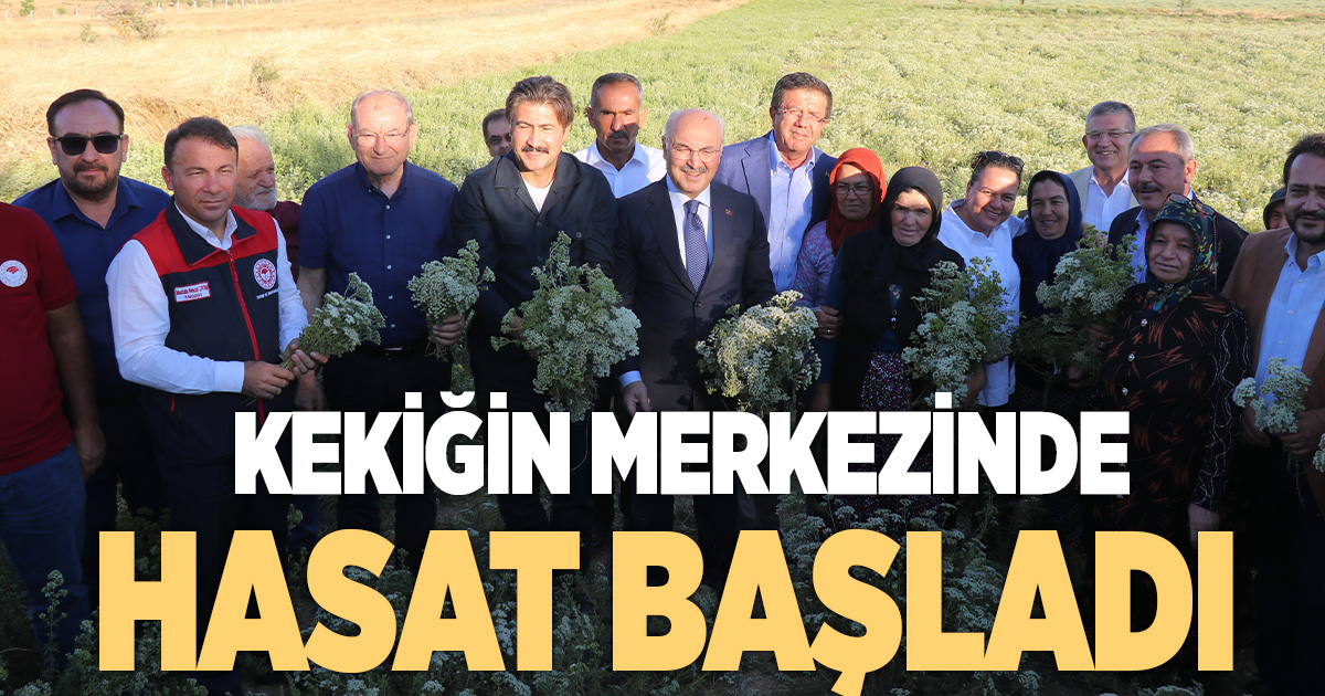 KEKİK HASADI BAŞLADI