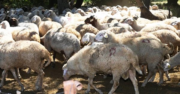 ÇİVRİL’DE ÜRETİCİYE KOYUN DESTEĞİ