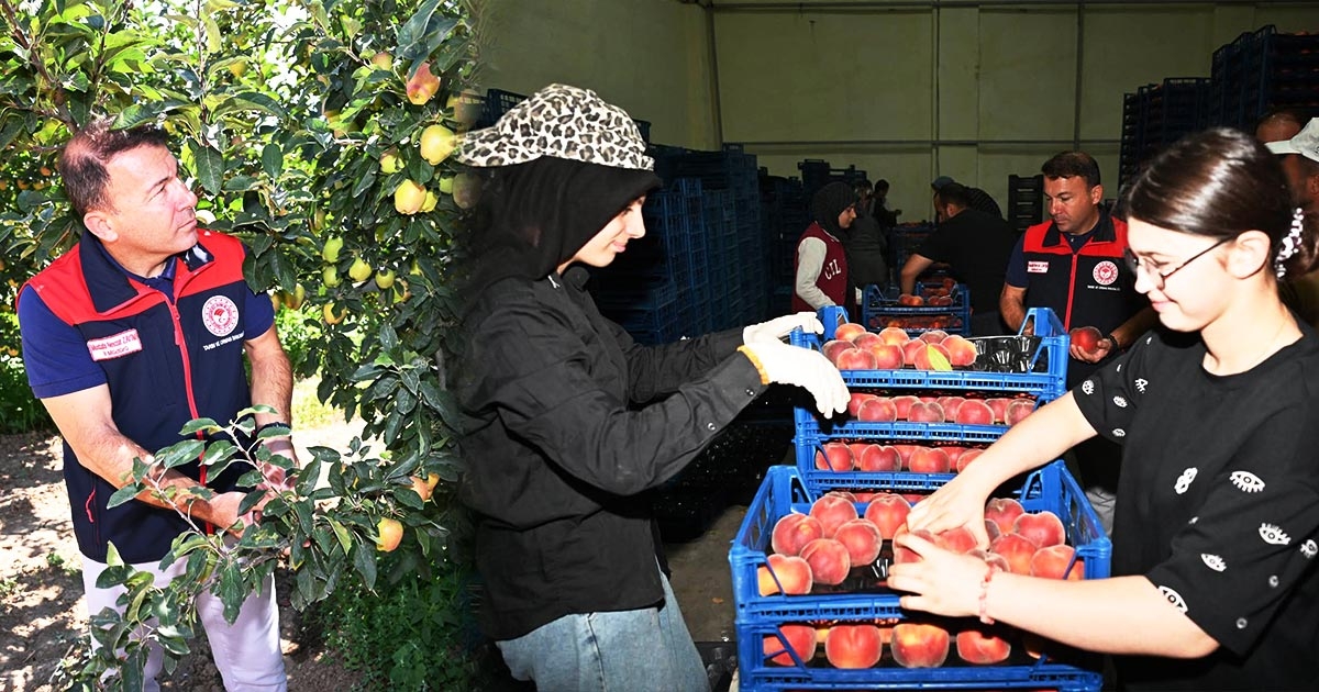  ELMA VE ŞEFTALİ ÜRETİMİ SAHADA İNCELENDİ