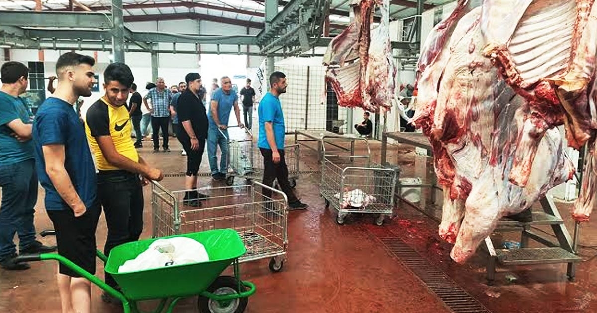 KESİMHANELERE KAMERA ZORUNLULUĞU GELİYOR