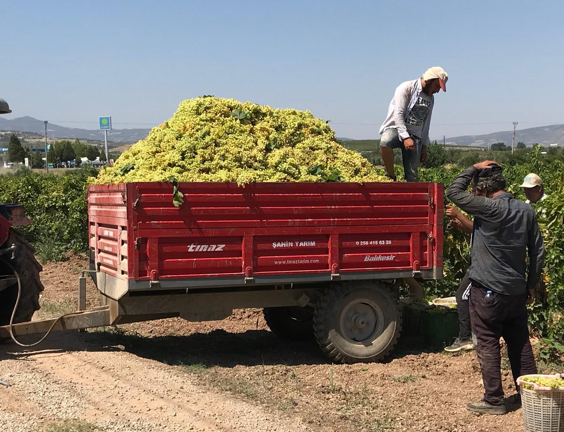 Güneyli üzüm üreticilerinden alıcılara fiyat tepkisi
