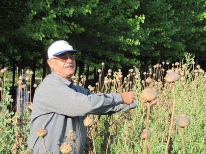 Üreticilerden haşhaş tohumu alımı yapılacak