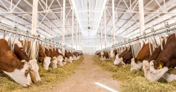 Türkiye’nin büyükbaş hayvan varlığı 17,8 milyon baş oldu