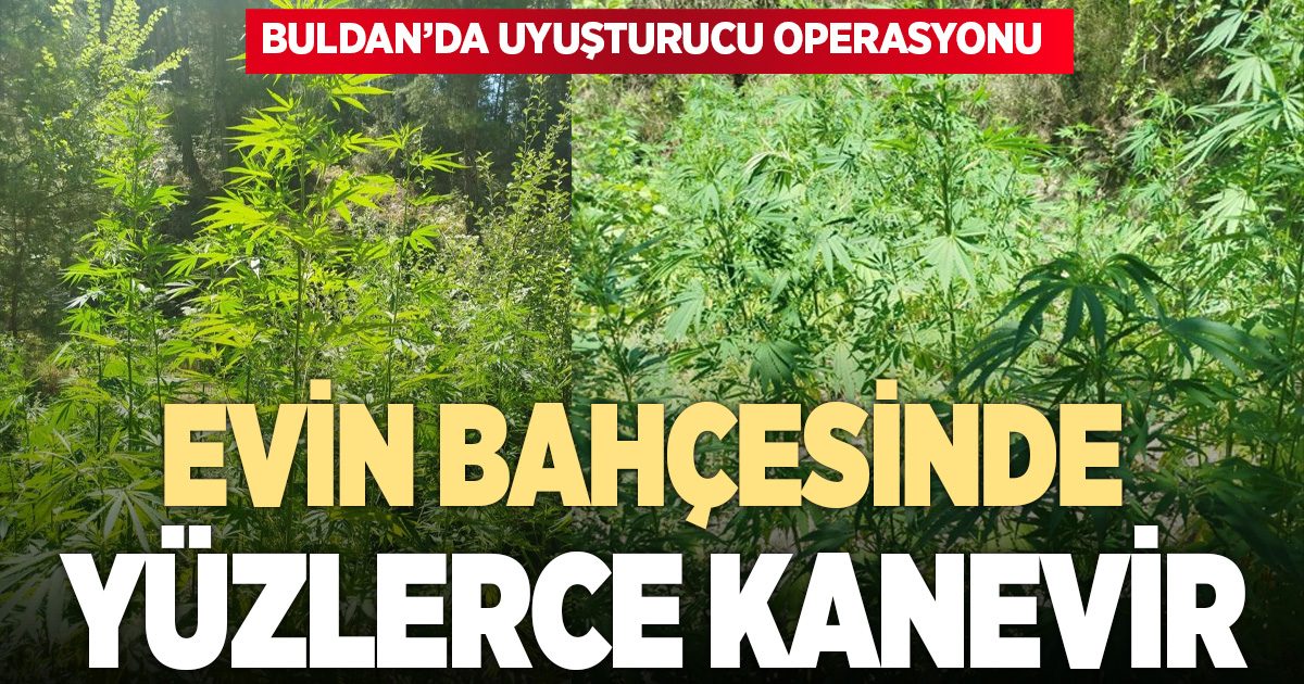 Buldan'da yüzlerce kök kenevir bitkisi ele geçirildi
