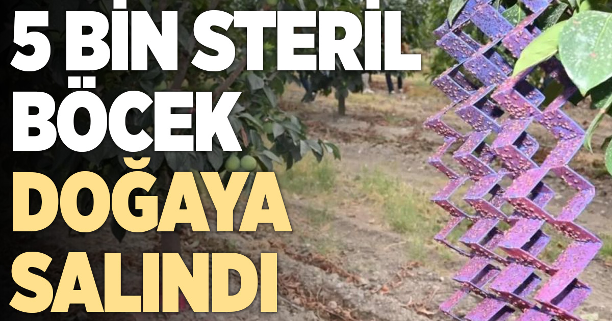 Denizli'de 500 bin steril erkek böcek doğaya bırakıldı