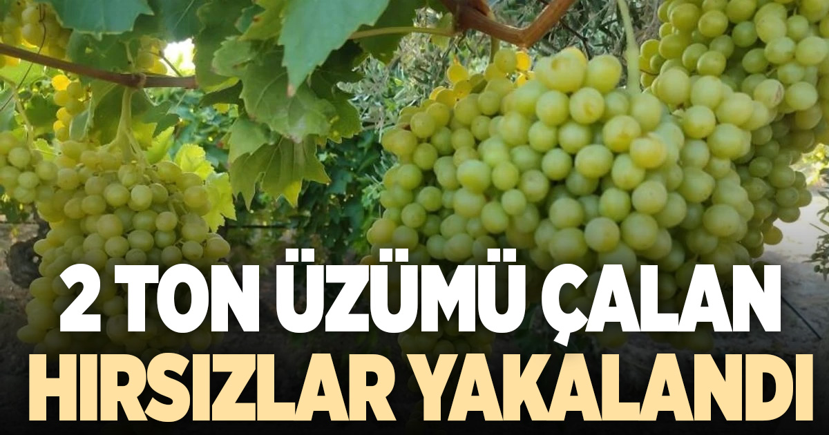 Buldan’da 2 ton üzüm hırsızlığının şüphelileri yakalandı
