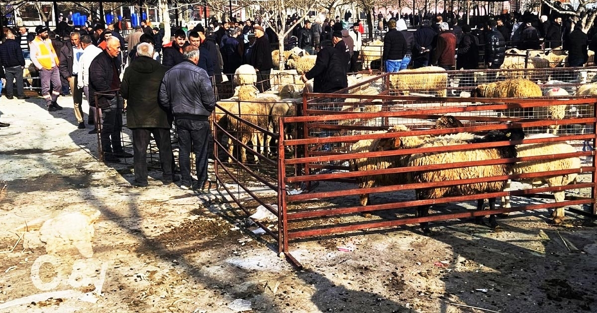 ACIPAYAM HAYVAN PAZARI AÇILIYOR