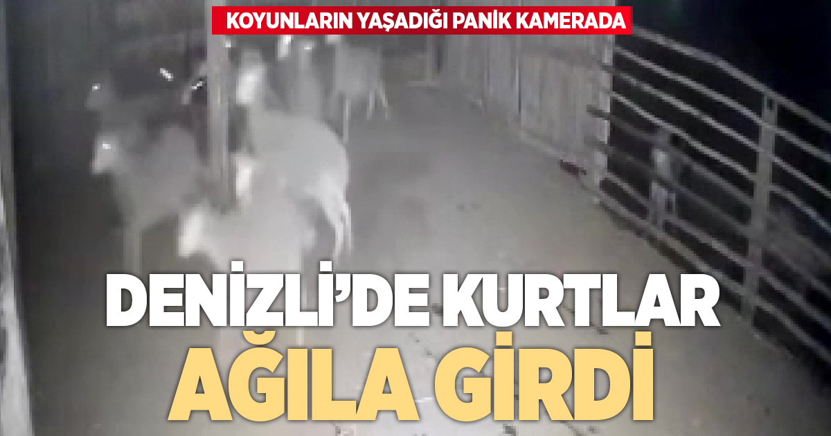 Kurtlarla karşılaşan koyunların yaşadığı panik anları kamerada