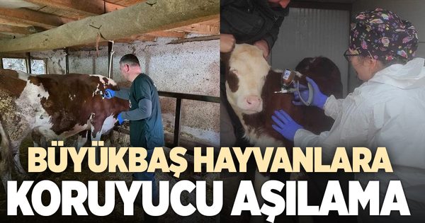 BÜYÜKBAŞ HAYVANLARA KORUYUCU AŞILAMA